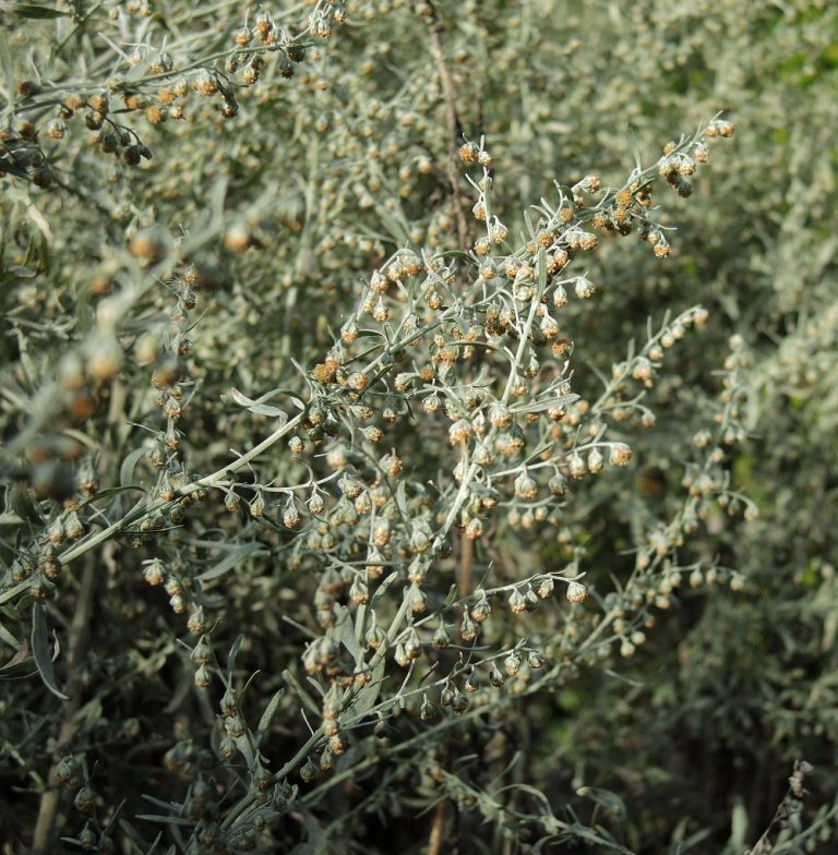 Hybride Gartenvisite: Magenbitter
