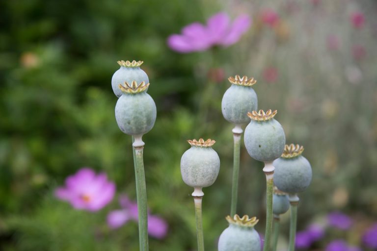 Im Garten des Lebens: Oasentag auf Schloss Hirschberg