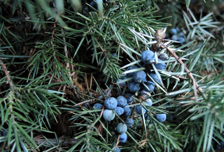 Hybride Gartenvisite: Wacholder