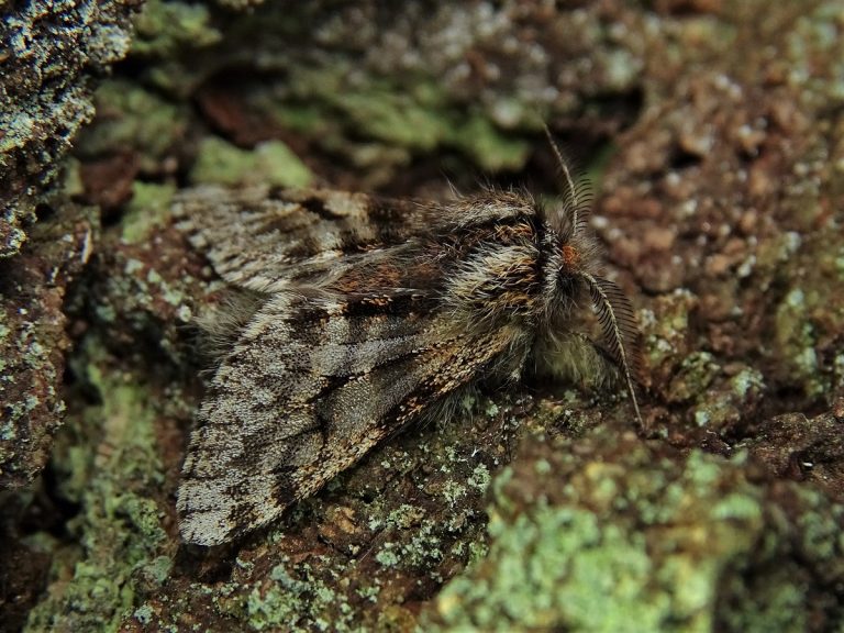 Von Schnee- und Dickleibspannern: Frühling im Feilenforst