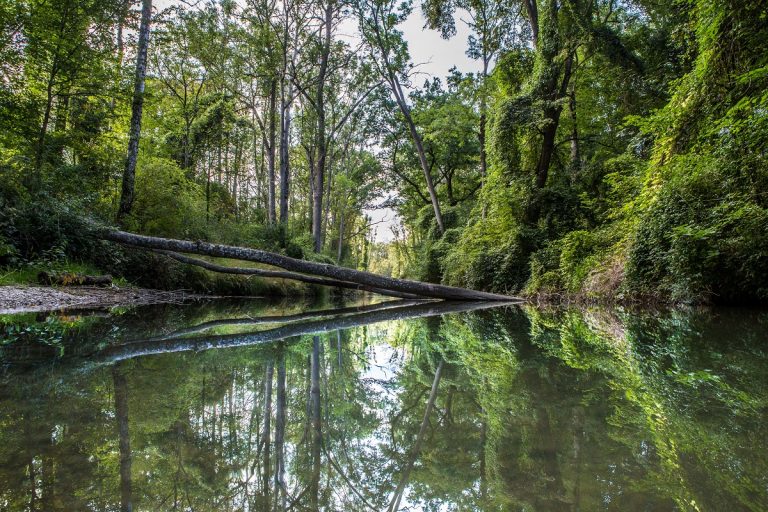 Der Nachtigall auf der Spur