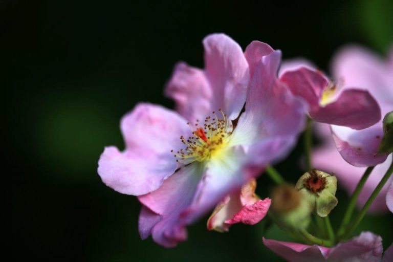 Stadt, Land, Fluss, Getier – Ein ökologisches Schreibprojekt