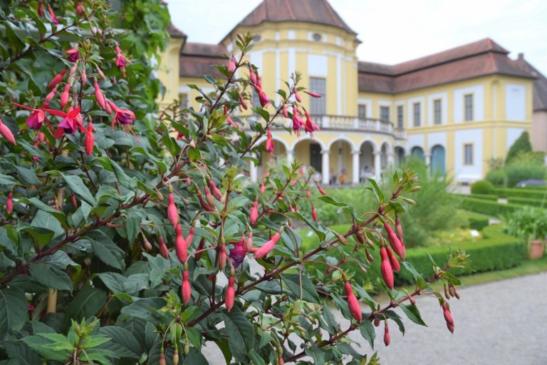 Fuchsienmarkt im Arzneipflanzengarten