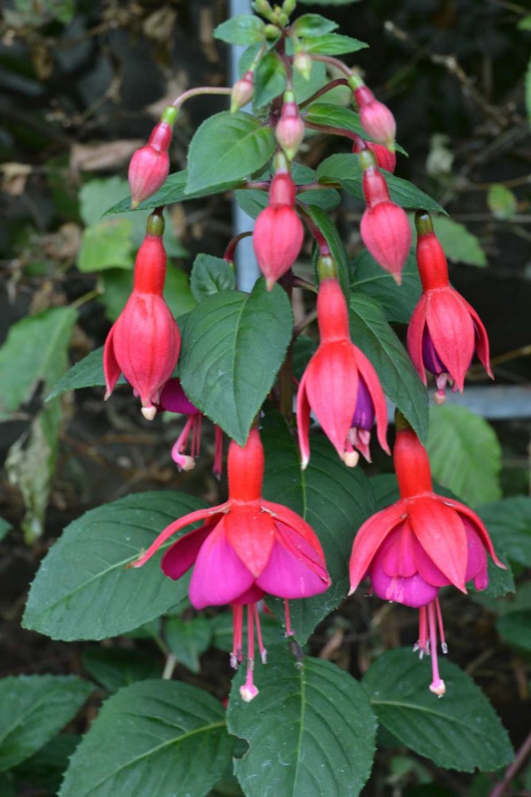Hybrider Vortrag: Blütencharme der Fuchsie