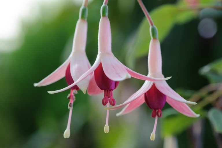 Hybride Mittagsvisite: Fuchsie