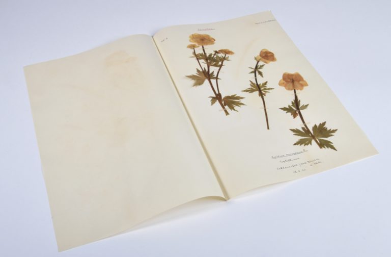 Hybrider Vortrag: Herbarien