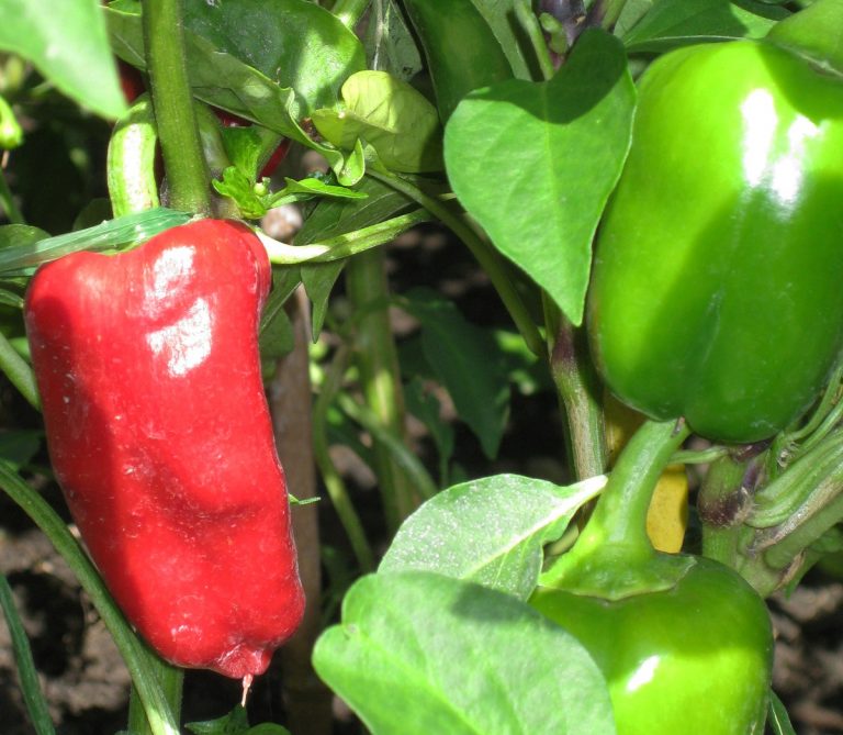 Fuchs und die Neue Welt