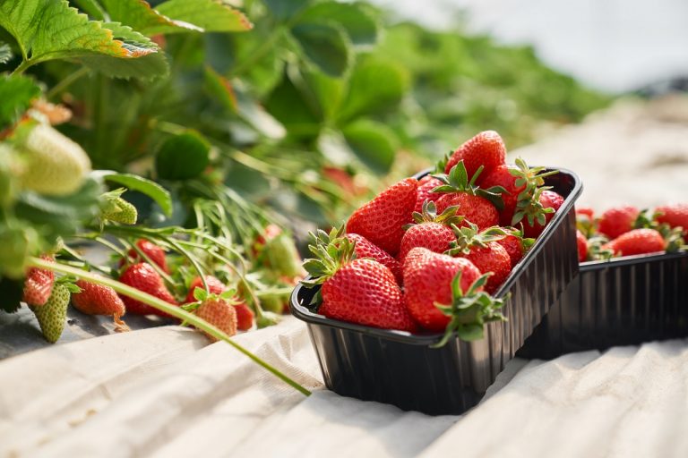 Erdbeerige Rezeptideen für den Sommer