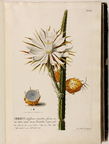 Hybrider Vortrag: Menschenkörper – Pflanzenwelten