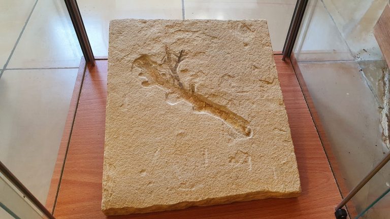 Hobbypaläontologen stellen Fossilienfunde in Mörnsheim aus