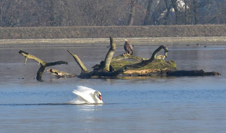 Herbstlicher Vogelzug am Bertoldsheimer Stausee