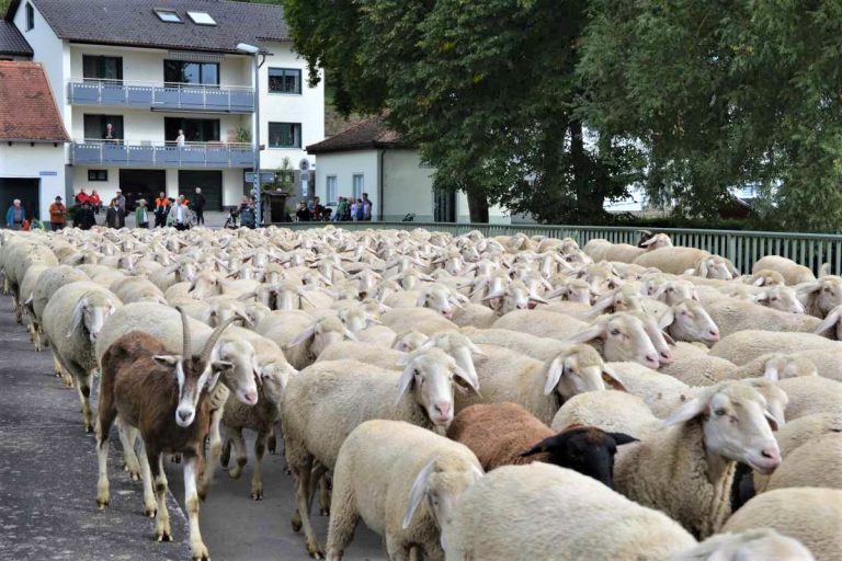 Lammabtrieb feiert die tierischen Landschaftspfleger
