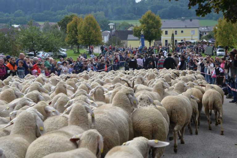 Altmühltaler Lamm-Abtrieb
