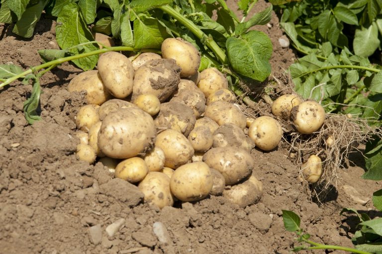 Willkommen im Kartoffelparadies