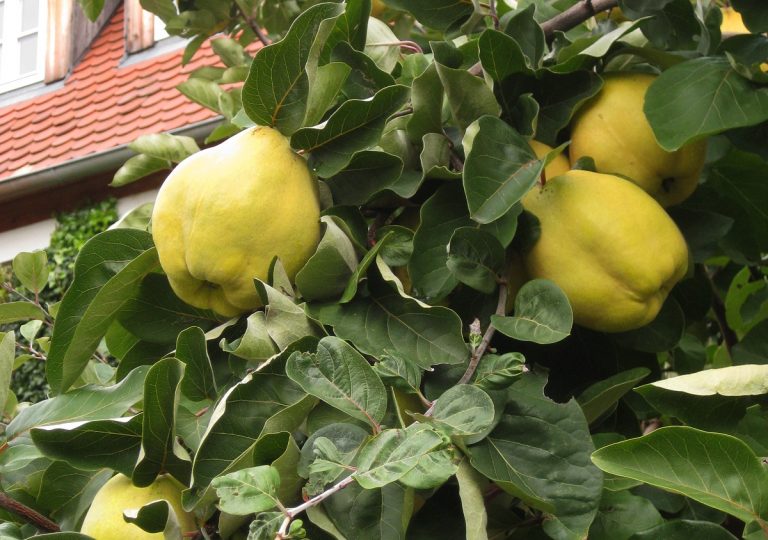 Gartenvisite: „Was blüht denn da?“