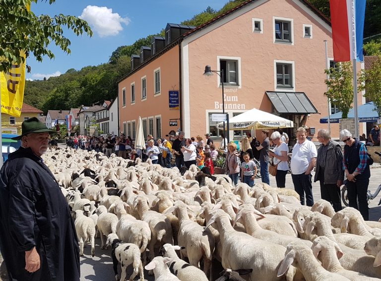 Mörnsheim lädt zum Altmühltaler Lamm-Auftrieb ein
