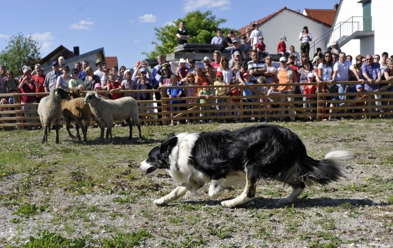 Schäferfest im Bauerngerätemuseum Hundszell
