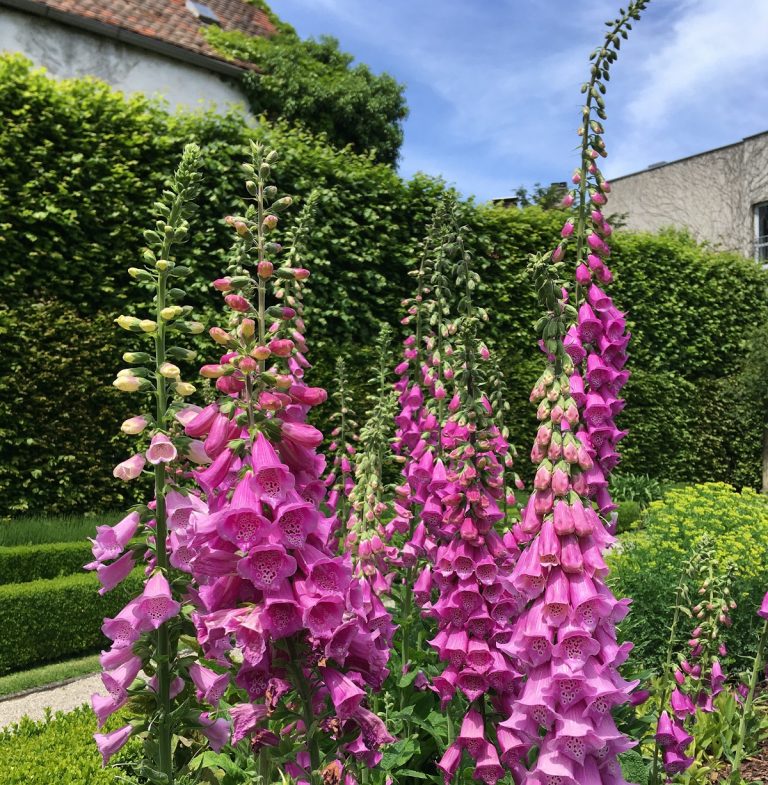 Gartenvisite: Was blüht denn da?
