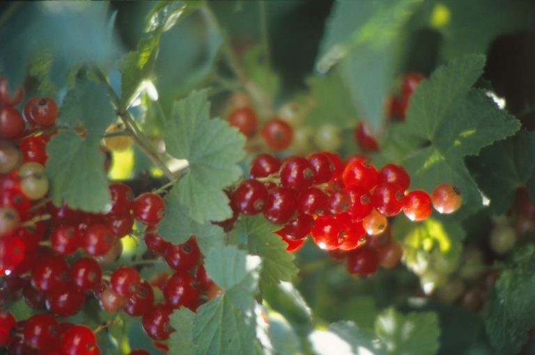 Rezepte: Johannisbeeren in Bestform