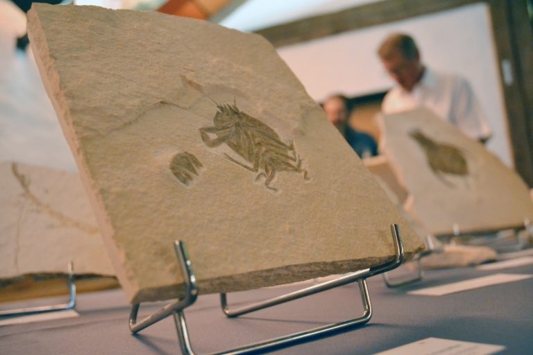 Die Mörnsheimer Schichten und ihre fossilen Schätze