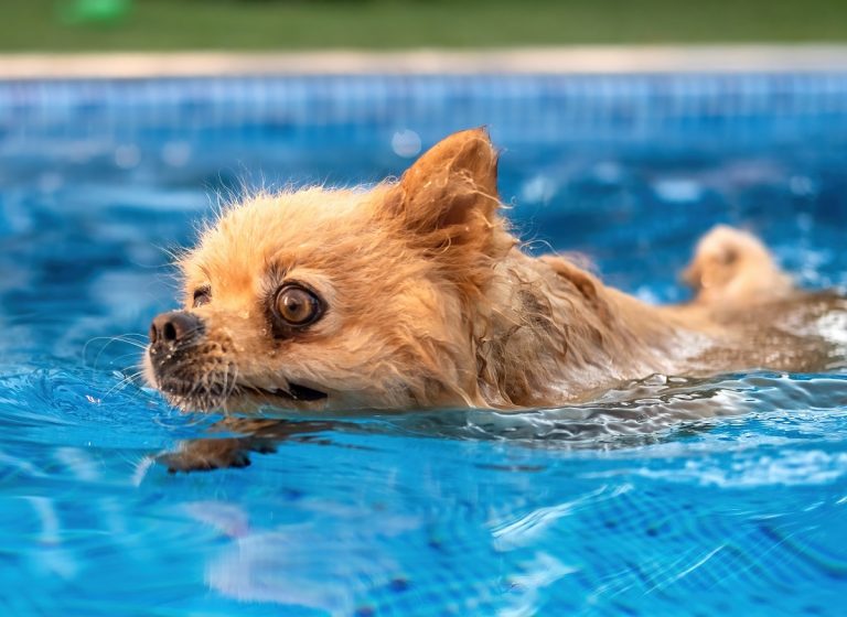 Hundeschwimmen im Schrobenhausener Freibad