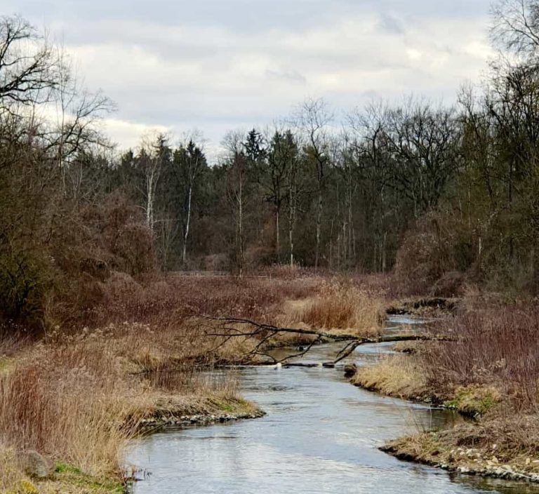 Geführte Wanderung im Donau-Auwald
