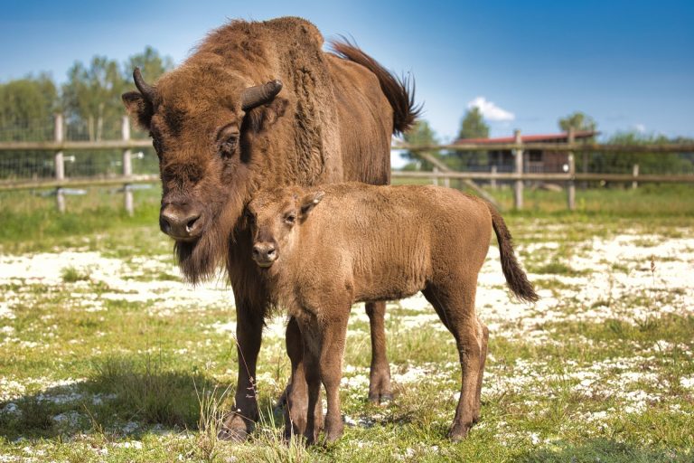 Tierische Partnerschaft der besonderen Art