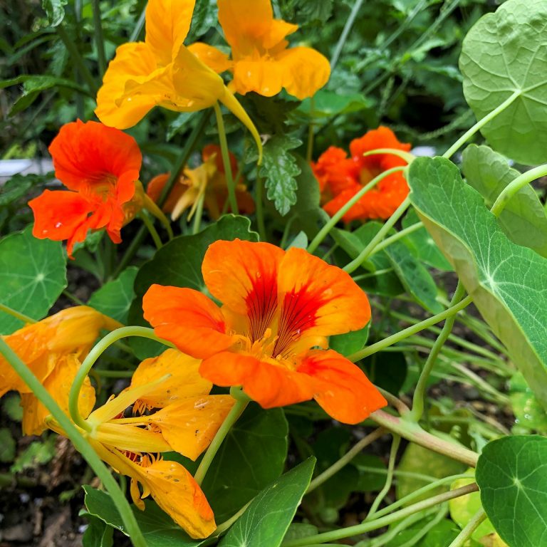 Gartenvisite: Was blüht denn da?