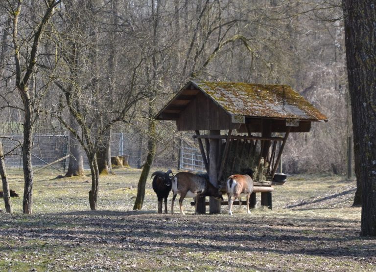 Spenden für den Wildpark am Baggersee