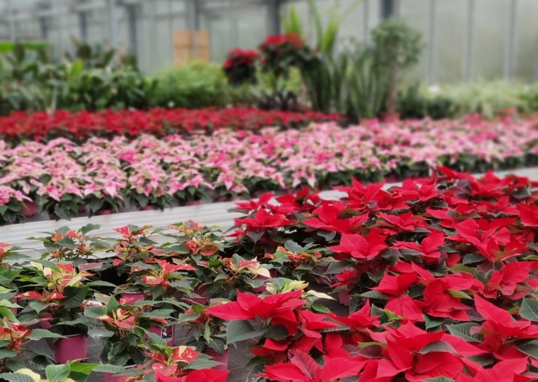 Lebenshilfe lädt zum Weihnachtsbasar ins Floranum