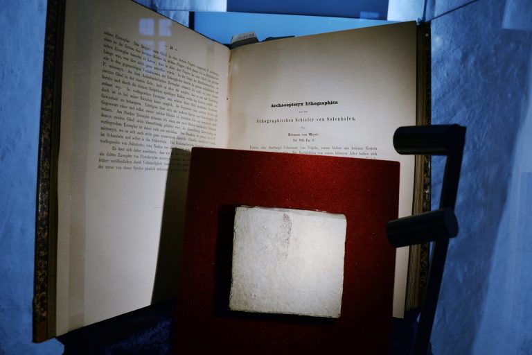 Versteinerte Feder von Weltrang im Jura-Museum