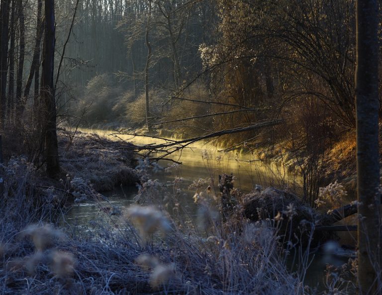 Exkursion in den Donau-Auwald