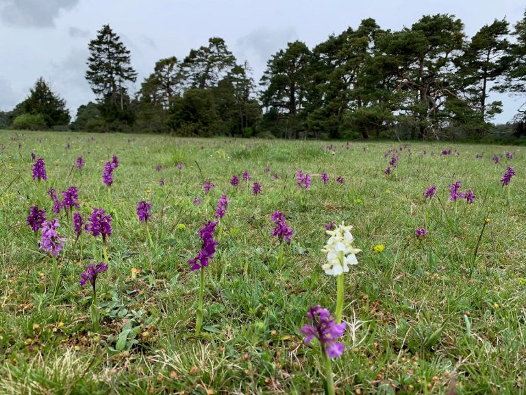 Vortrag „Feldflorareservat Pfleimberg bei Titting“