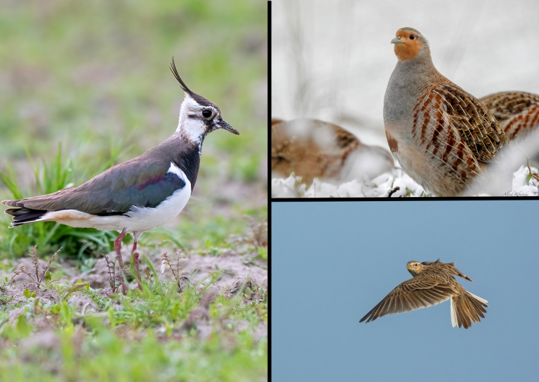 LBV-Vortrag zu Feldlerche, Rebhuhn und Co.