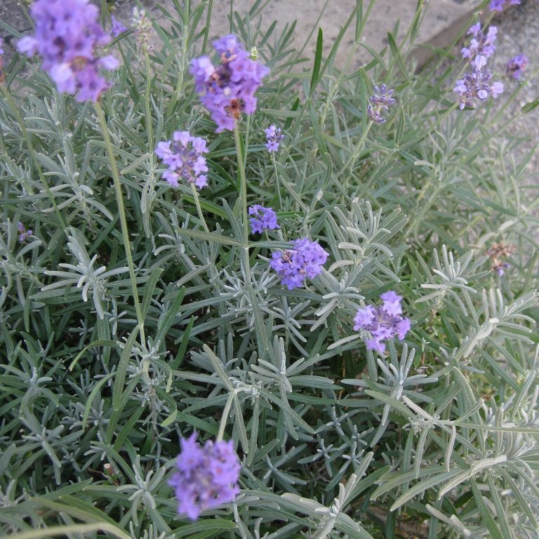 Mittagsvisite: Fünf-Kräuter-Tee nach Carl Spitzweg