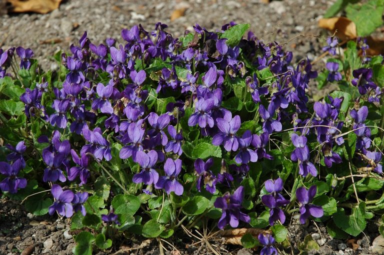 Was blüht denn da schon?