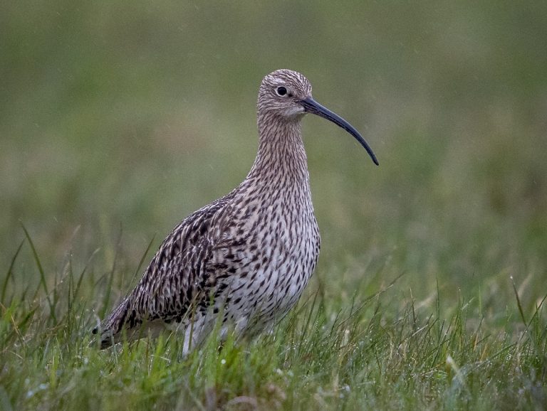 Wanderung zu den Wiesenbrütern