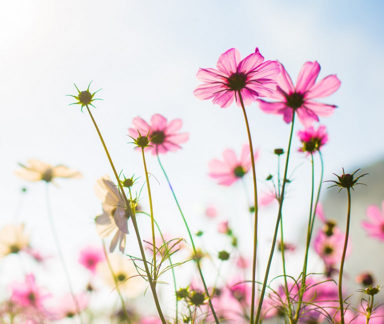 Frühlingsfest der Lebenshilfe Bayern Mitte