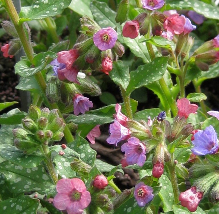 Gartenführung: Blüht da schon was?