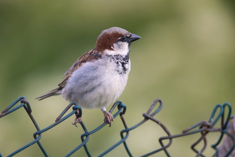 Die Hüter der Brüter