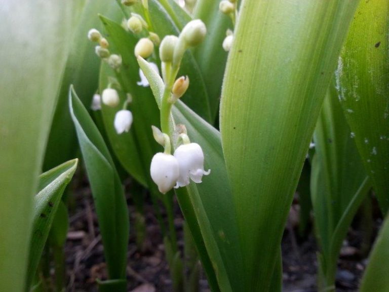 Gartenführung „Maiglöckchen & Co.“