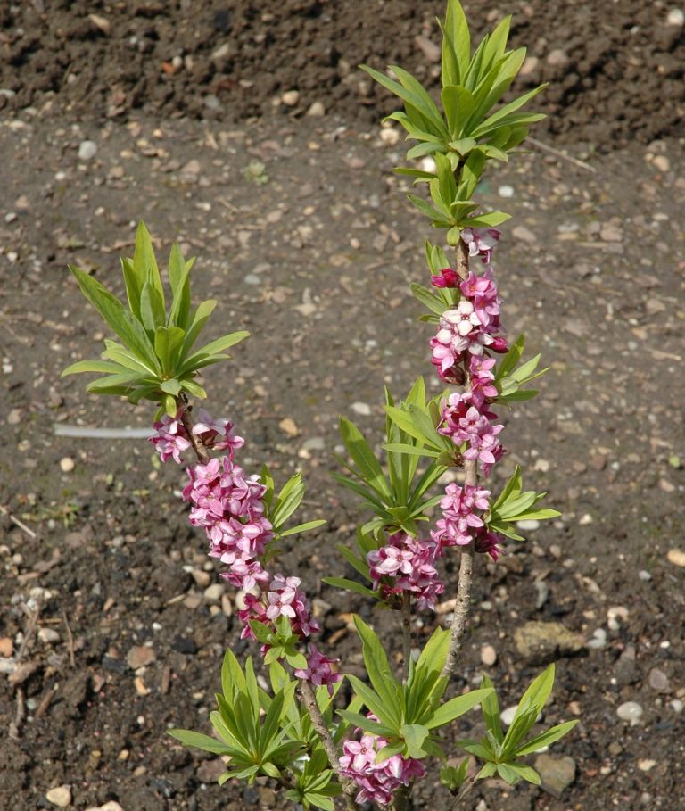 Inklusive Gartenführung “Das (un)reine Bier”