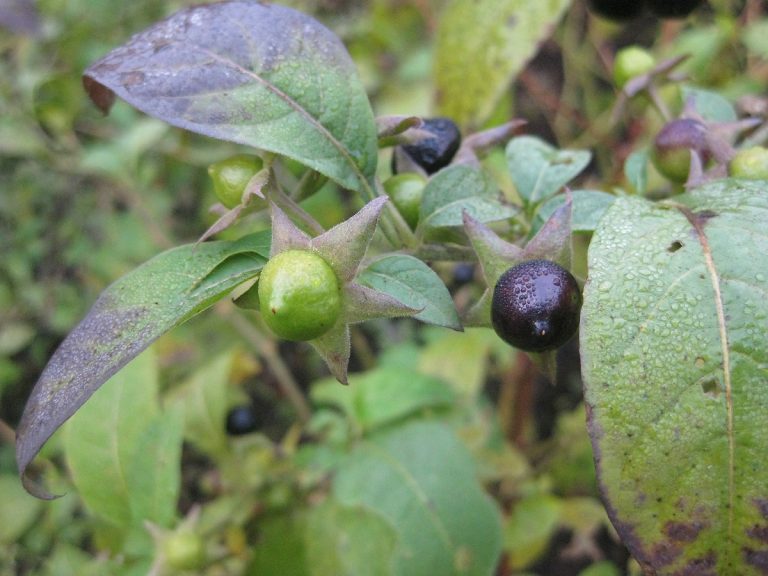 Inklusive Gartenführung für Gehörlose und Hörende