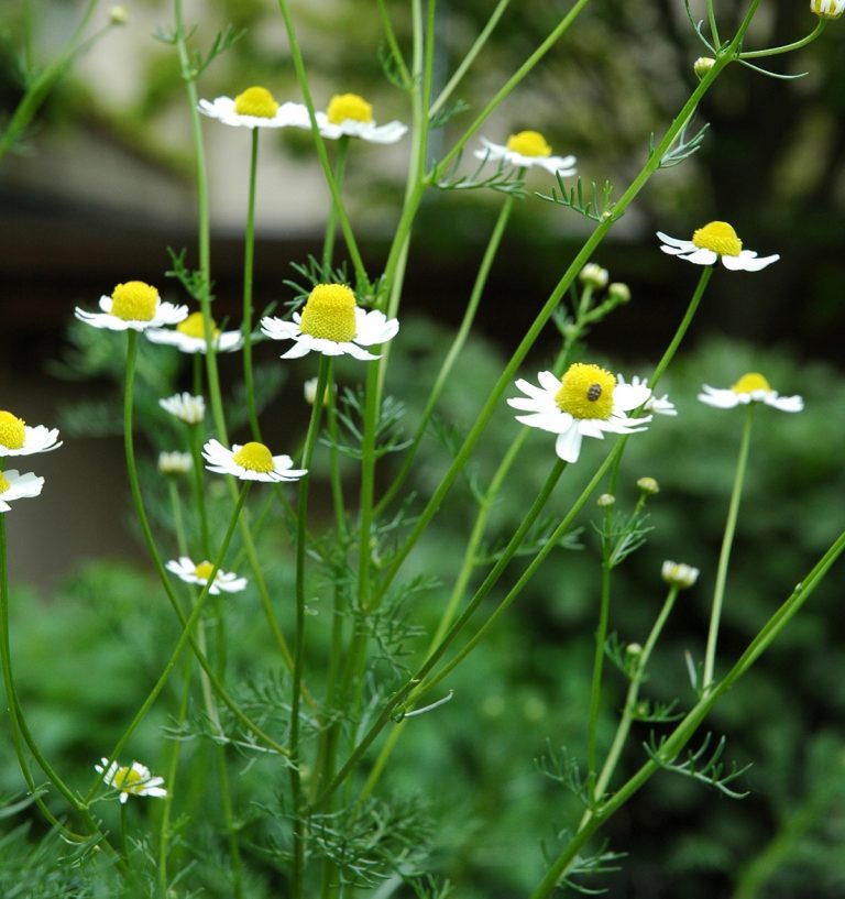 Gartenführung: Kräutertee