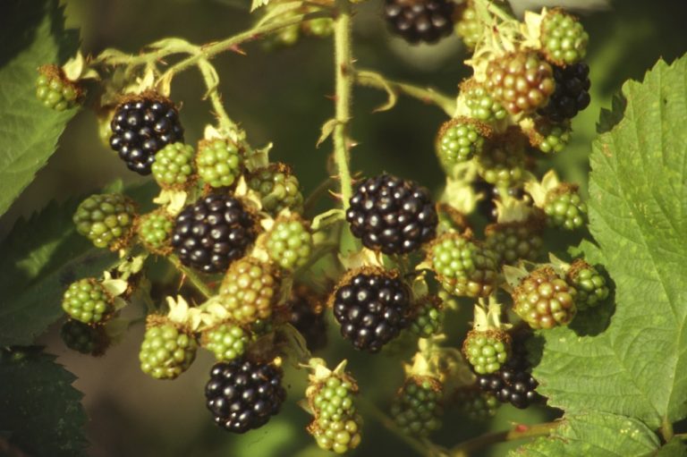 Brombeerige Rezeptideen