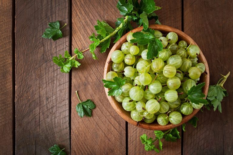 Rezepte: Köstliches aus Stachelbeeren