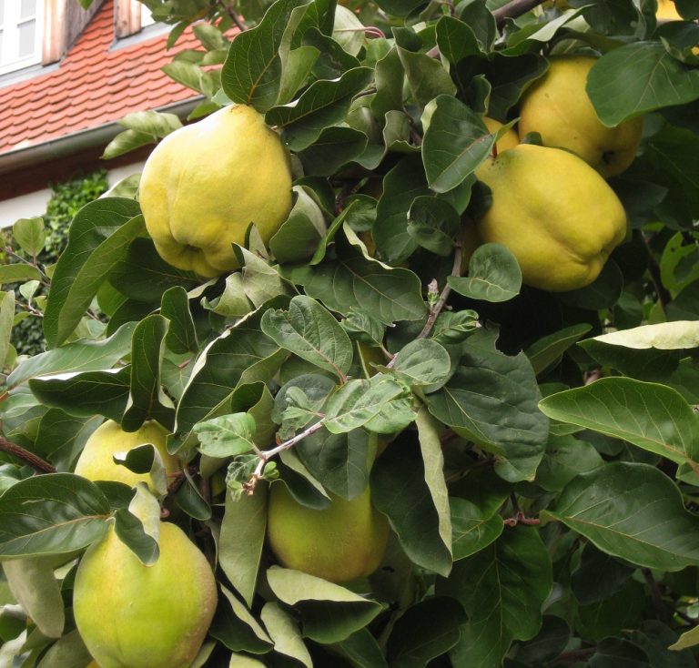 Gartenführung: Erntedank