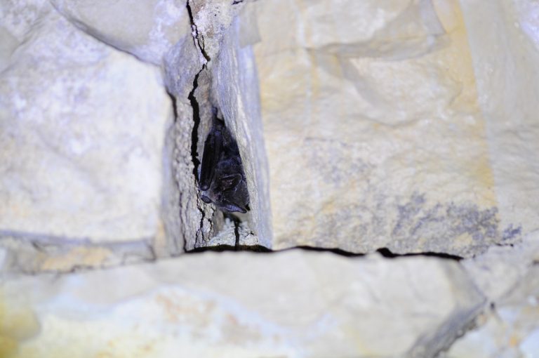 „Batmen“ für Attenfeld gesucht