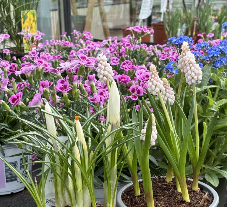 Saisonstart im Floranum mit Blumen und Naturangeboten