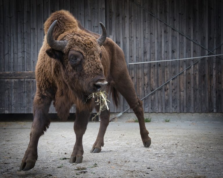 Zwei Wisente auf Wanderschaft